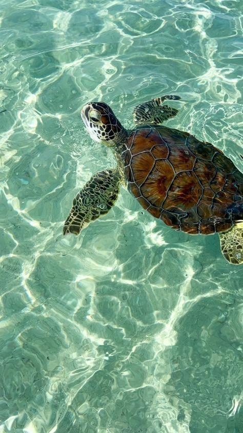 ガルフ・ショアーズ Seahorse 512ヴィラ エクステリア 写真
